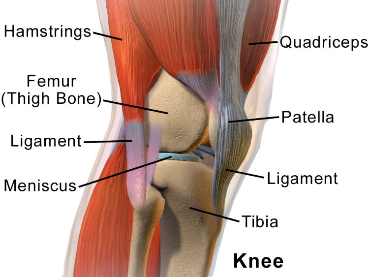 Knee anatomy (lateral view)